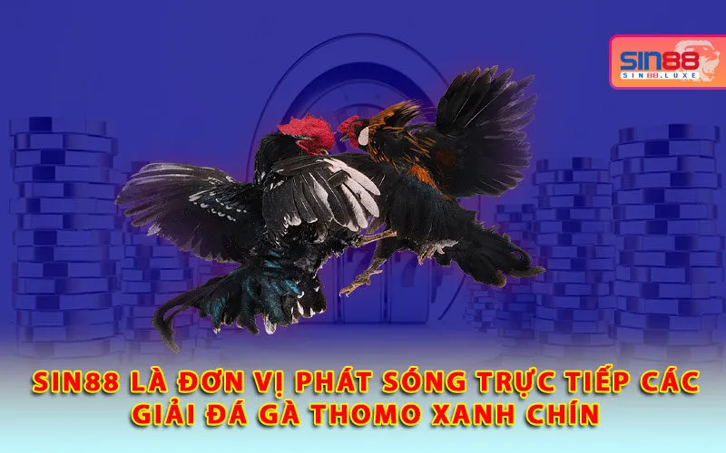 sin88-la-don-vi-phat-song-truc-tiep-cac-giai-da-ga-thomo-xanh-chin